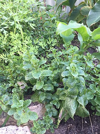 Assorted medicinal herbs