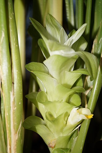 Turmeric plant
